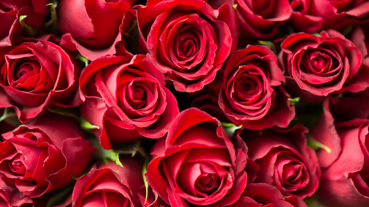 The Origins of Valentine’s Day and the Symbolism of Red Roses