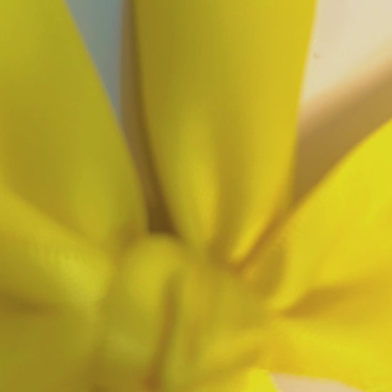 Video Showcasting Yellow Box